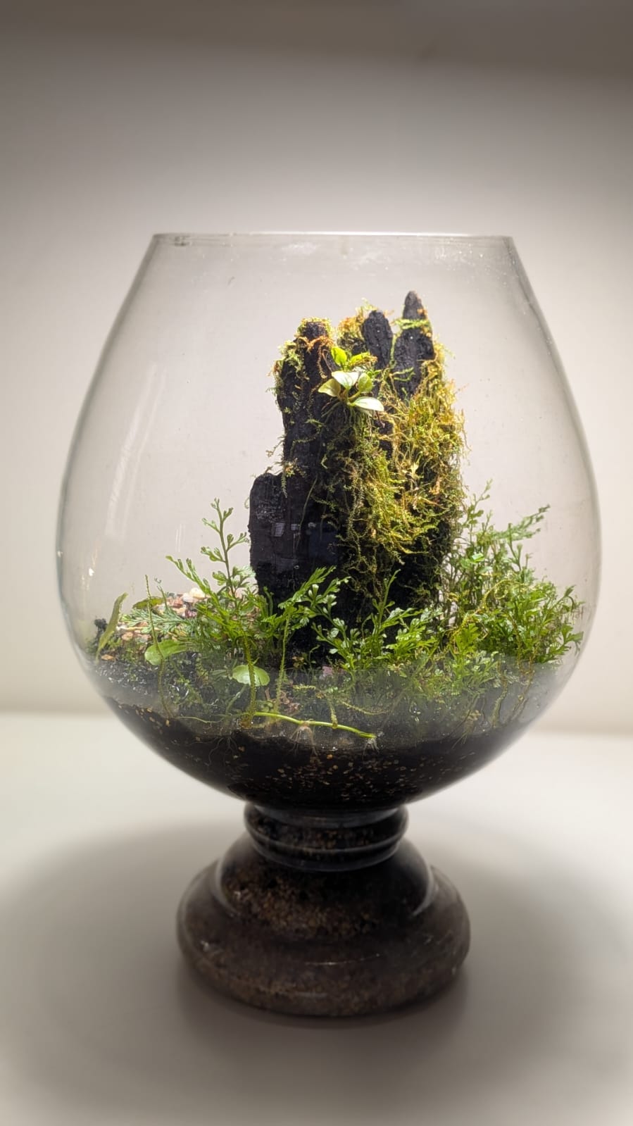 A miniature planted terrarium landscape in a glass vessel