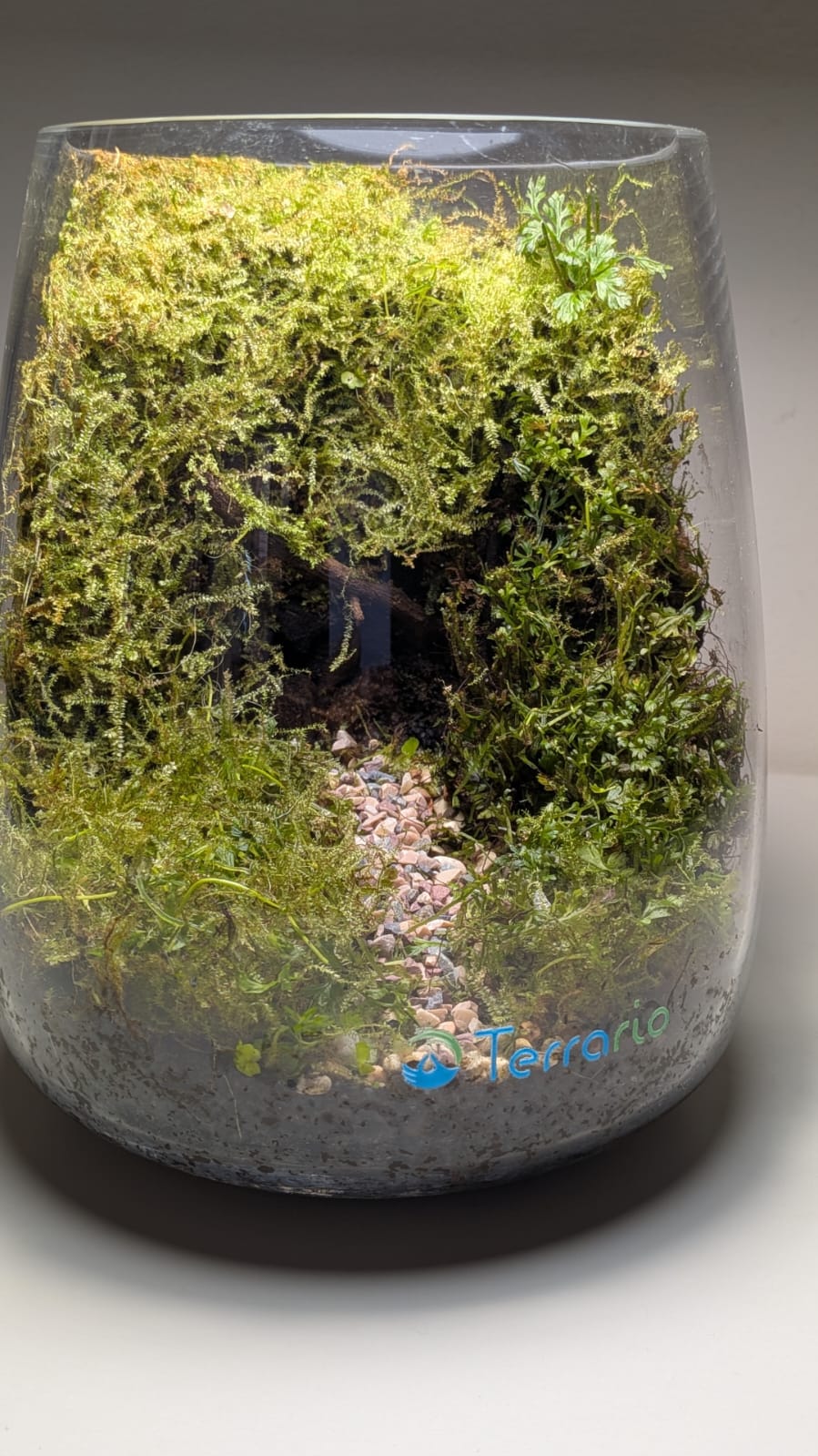 A dense moss terrarium with a small stone path